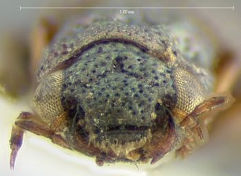 Media type: image;   Entomology 3122 Aspect: head frontal view